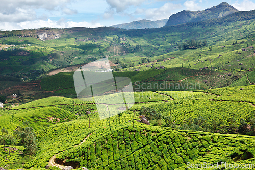 Image of Tea plantations