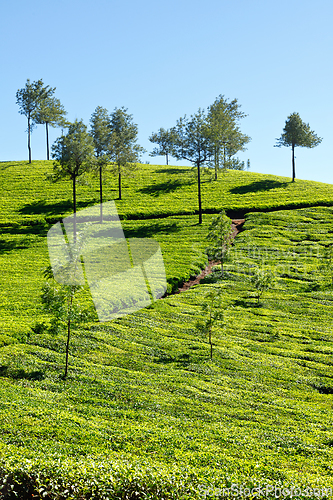 Image of Tea plantations