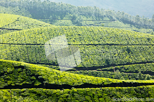 Image of Tea plantations