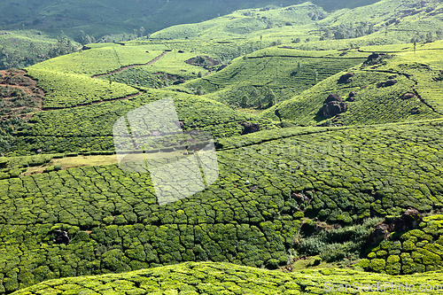 Image of Tea plantations