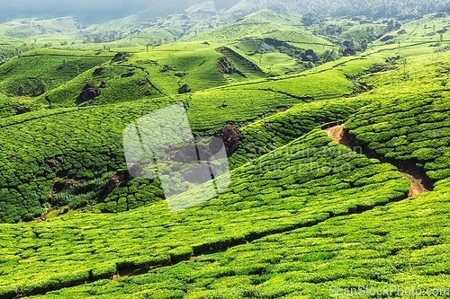 Image of Tea plantations in mountains