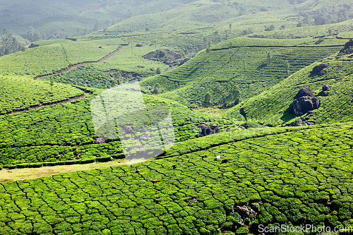 Image of Tea plantations