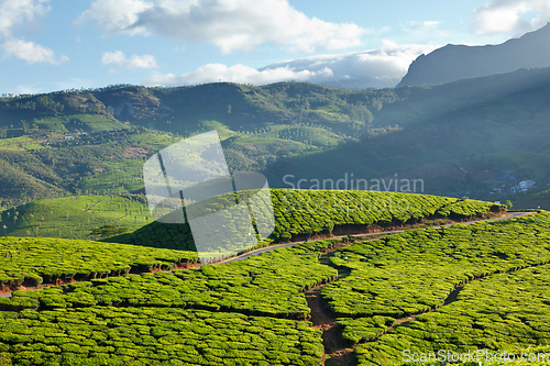 Image of Tea plantations