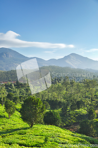 Image of Tea plantations