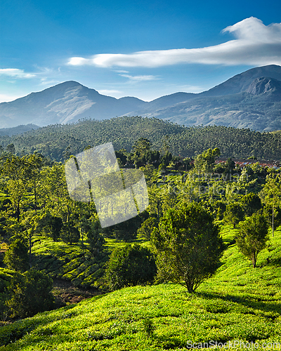 Image of Green tea plantations in India