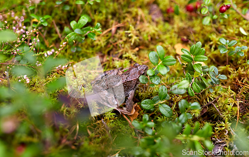 Image of frog in autumn forest