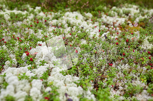 Image of close up of lingonberries growing in forest