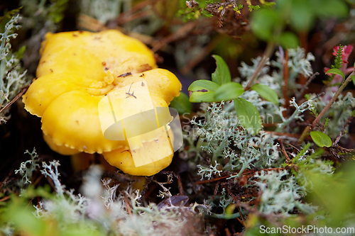 Image of chanterelle mushroom growing in autumn forest