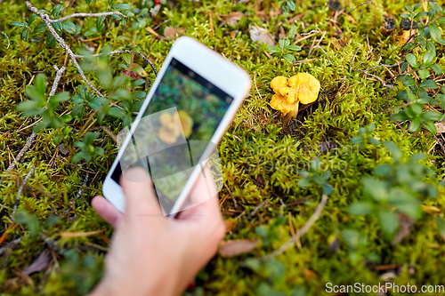 Image of hand using smartphone to identify mushrooms