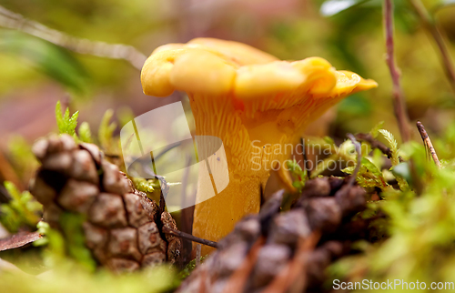 Image of chanterelle mushroom growing in autumn forest