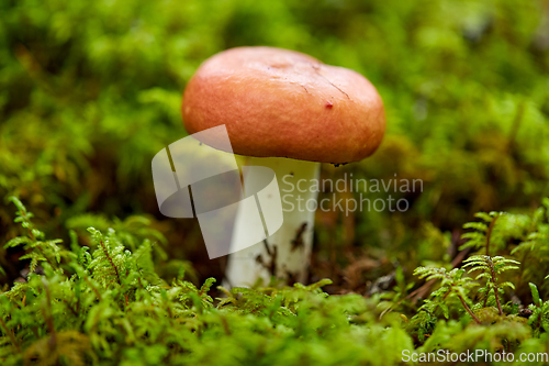 Image of russule mushroom growing in autumn forest