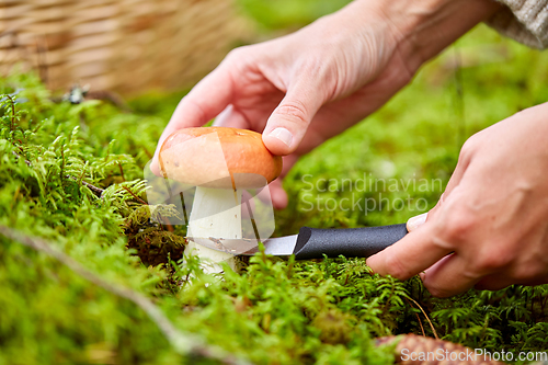 Image of young woman picking mushrooms in autumn forest