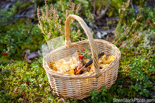 Image of close up of mushrooms in basket in forest