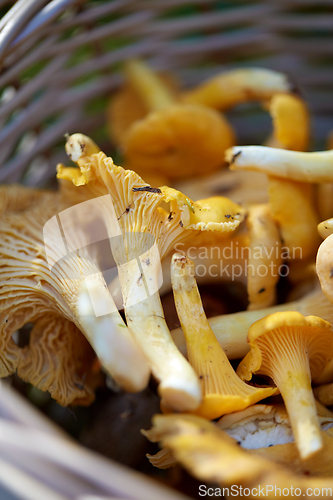 Image of close up of mushrooms in basket in forest