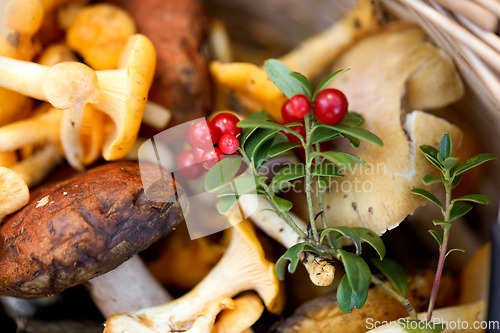 Image of close up of mushrooms in basket in forest