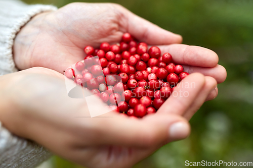 Image of close up of young woman holding berries in hands