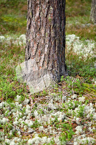 Image of close up of pine tree growing in forest