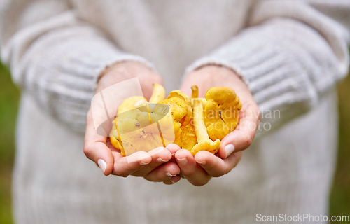 Image of close up of woman holding chanterelle mushrooms