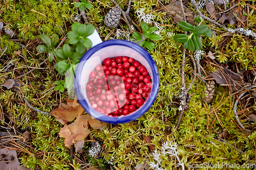 Image of red berries in mug on ground in forest