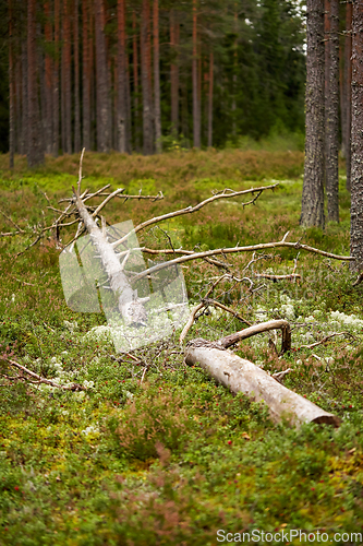 Image of old fallen pine tree in forest