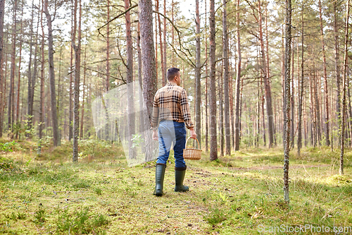 Image of man with basket picking mushrooms in forest