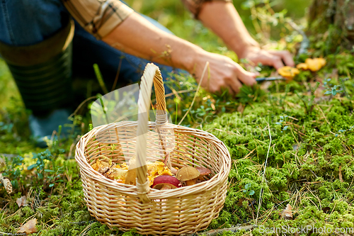 Image of man with basket picking mushrooms in forest