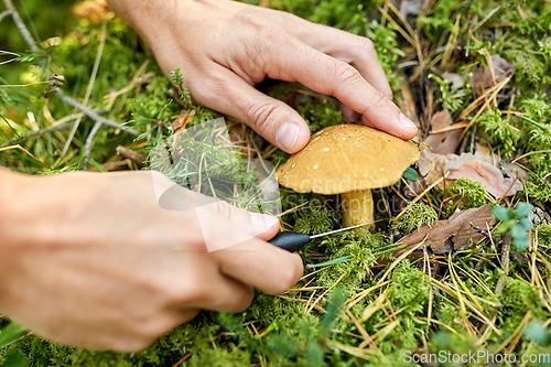 Image of close up of man picking mushrooms in autumn forest