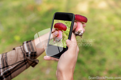 Image of hands using smartphone app to identify mushroom