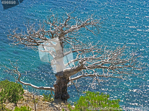 Image of Tree without leaves and sea