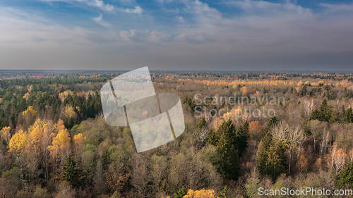 Image of Polish part of Bialowieza Forest to east