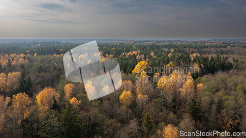 Image of Polish part of Bialowieza Forest to east