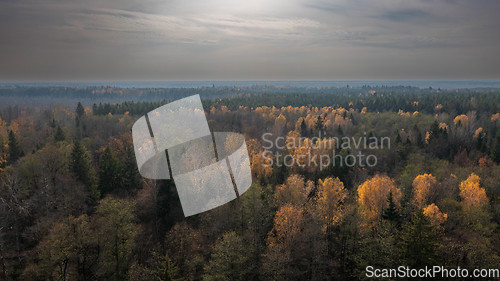 Image of Polish part of Bialowieza Forest to south