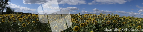 Image of Ripe sunflower field in summertime