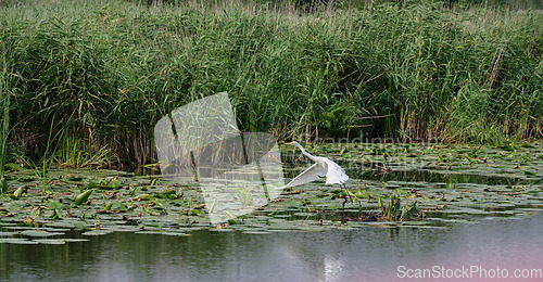 Image of Great White Egret (Ardea alba) starting to fly