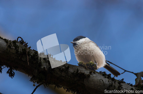 Image of Marsh tit (Poecile palustris) closeup