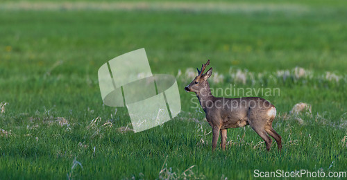 Image of Roe Deer(Capreolus capreolus) male in springtime