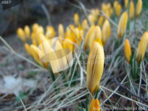 Image of Crocus