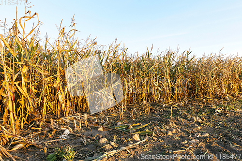 Image of yellowed ripe corn