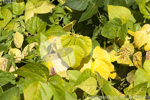 Image of yellowed foliage of peppers