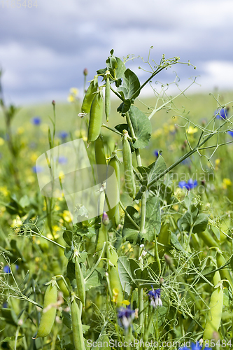 Image of field of green peas