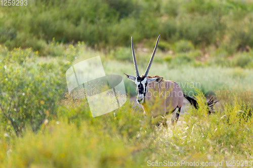 Image of Gemsbok, Oryx gazelle in Kalahari