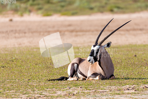 Image of Gemsbok, Oryx gazelle in Kalahari