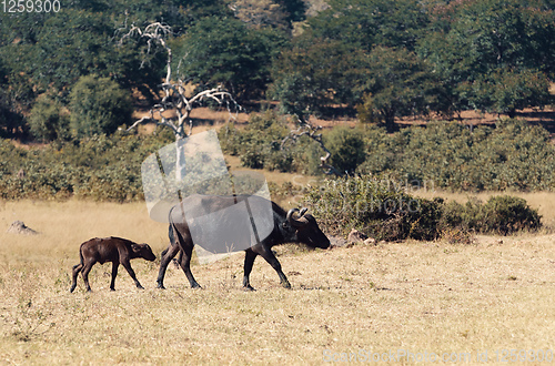 Image of Cape Buffalo with calf at Chobe, Botswana safari wildlife