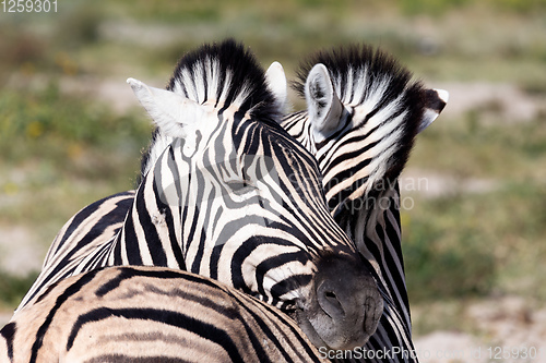 Image of zebra calf in Etosha Namibia wildlife safari
