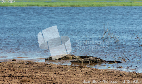 Image of Nile Crocodile in Chobe river, Botswana