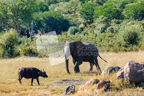 Image of elephant and Cape Buffalo, Africa safari wildlife