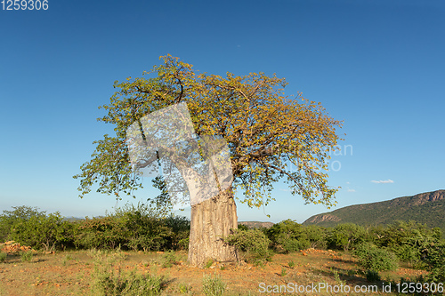 Image of beautiful tree Baobab (Adansonia) in North Namibia