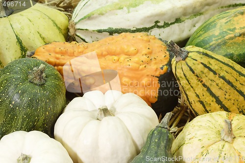Image of Colorful Pumpkins