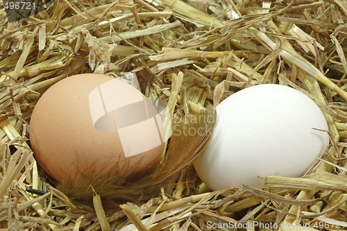 Image of Eggs in the Nest