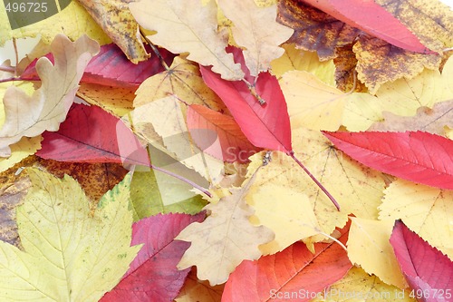 Image of Autumn Leaves